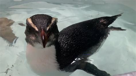 Fiordland Penguin rescue - YouTube