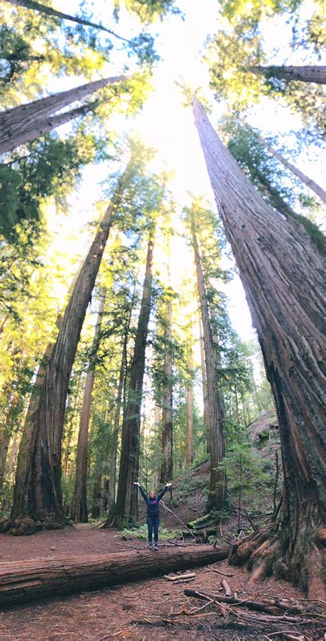 Redwood State Parks | Montgomery Woods State Park Reserve | Mendocino County | typelovely ...