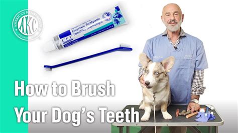 How To Brush Dog Teeth Properly - Teeth Poster