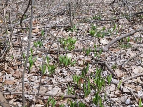 ramps in woods - American Delicacy | Ramps, Leeks, Morel Mushrooms