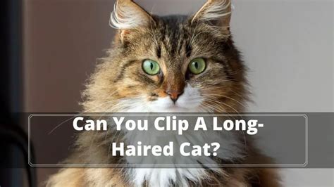 Best Cat Clippers for Long Haired Cats in 2022 - Oxford Pets