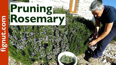 Pruning Rosemary Bush - YouTube