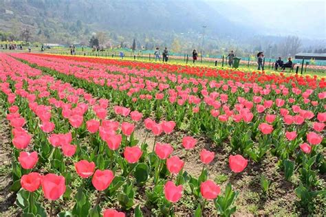 Chiêm ngưỡng vườn hoa tulip lớn nhất châu Á đẹp ngất ngây | THCS Thị Trấn Yên Lạc