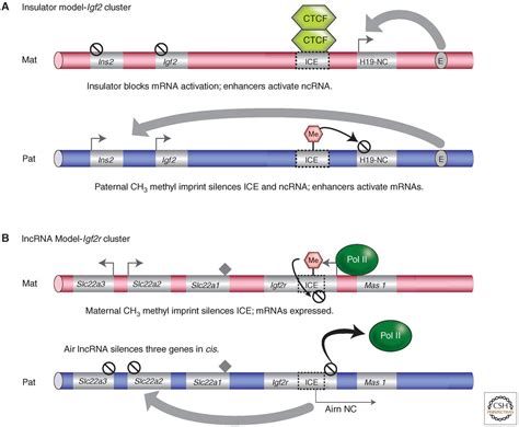 Genomic Imprinting in Mammals