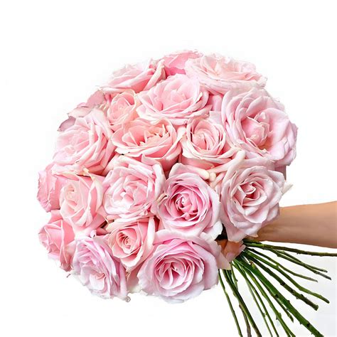 Pink Roses | Order Roses Online | Free Next Day Delivery – LÖV Flowers