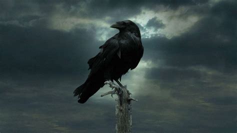 Dark Crow Wallpapers - Top Free Dark Crow Backgrounds - WallpaperAccess