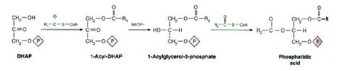 Glycerophospholipids Biosynthesis Basic Guide