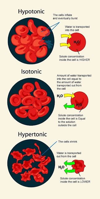 Medical and Health Science: Hypotonic, Isotonic, Hypertonic Solution Effect On Cells!!