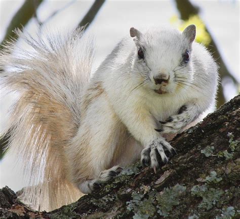 White Fox Squirrel Photograph by Betsy Knapp