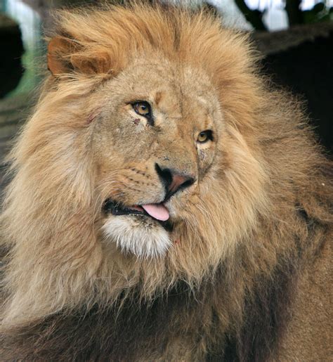 Lion Free Stock Photo - Public Domain Pictures