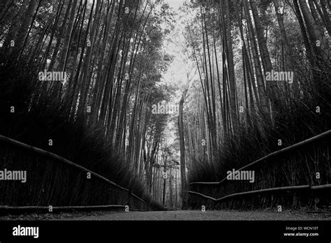 Arashiyama scenery Black and White Stock Photos & Images - Alamy