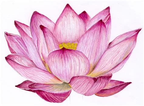 Lotus Flower Drawing Sketch at GetDrawings | Free download