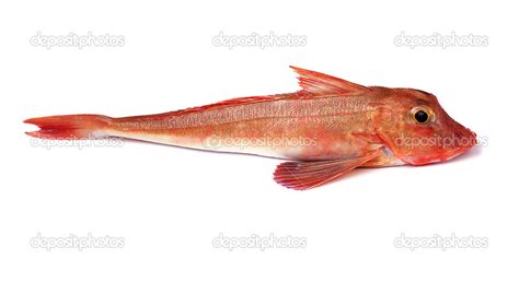 Red Gurnard Fish Stock Photo by ©alidphotos 26712815