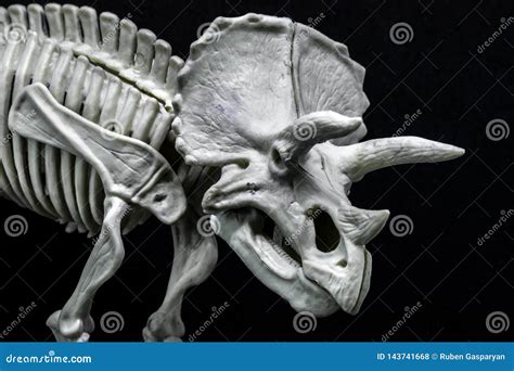 Triceratops Dinosaur Skeleton Model Stock Photo - Image of display, element: 143741668