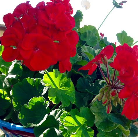 Plant of the Month – Zonal Geranium - Sandoval Extension Master Gardeners