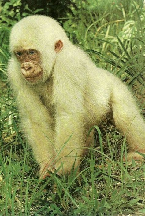 Copito de.nieve | Albino gorilla, Albino animals, Gorilla