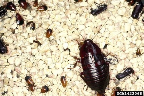 The Oriental Cockroach -Identification, Tips and Solutions - Cockroach ...