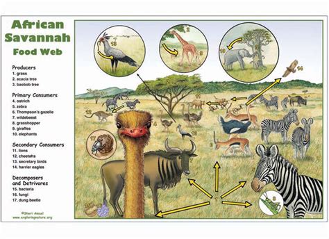 African Savannah Food Web Activity | Food web, Food web activities, Savannah chat