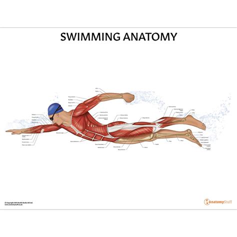 Swimming Anatomy Poster | Swimmer Anatomical Chart