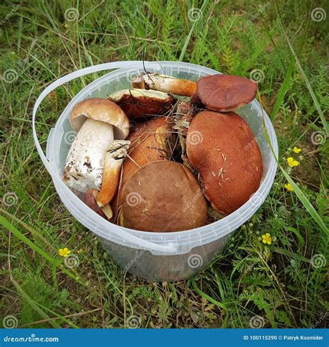 Edible forest mushrooms stock photo. Image of background - 100115290