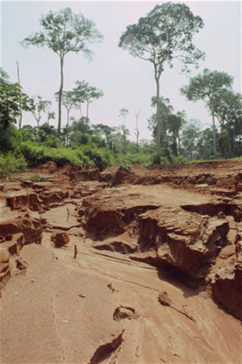 Deforestation – World Wildlife | Deforestation and the Guarani