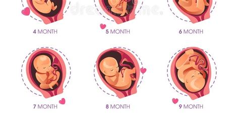 Fetal Development