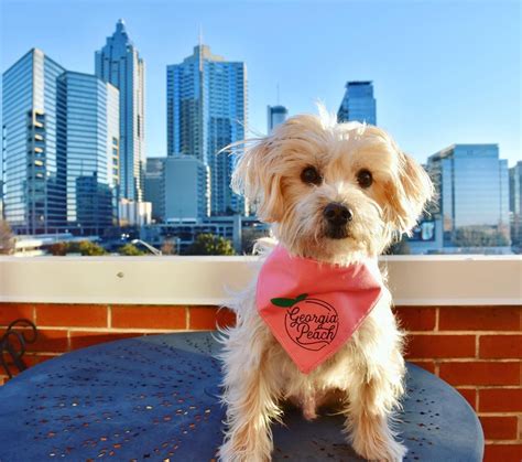 A Weekend in Dog-Friendly Atlanta - BringFido