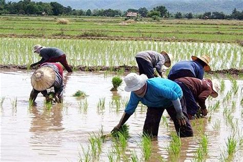 Latest Technology In Agriculture In The Philippines - technology