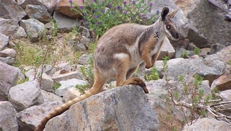 Natural Habitat of Wallabies | Animals - mom.me