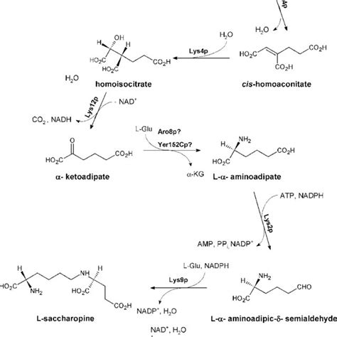 Fungal enzymes involved in the α-aminoadipate pathway of l-lysine... | Download Scientific Diagram