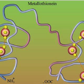 (PDF) Role of Phytochelatins (PCs), Metallothioneins (MTs), and Heavy Metal ATPase (HMA) Genes ...