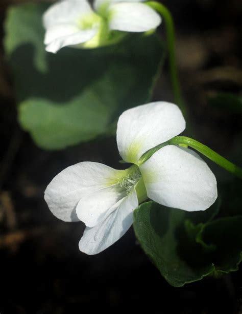 The edible flower garden: Flowers you can eat | MLive.com