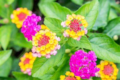 How to Grow and Care for Lantana