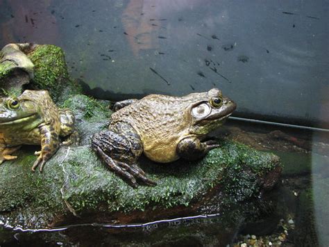 Bull Frogs | A couple of bull frogs | Tony Donnelly | Flickr