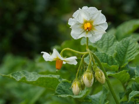 Do Potato Plants Bloom - Why Potato Plants Flower And Fruit