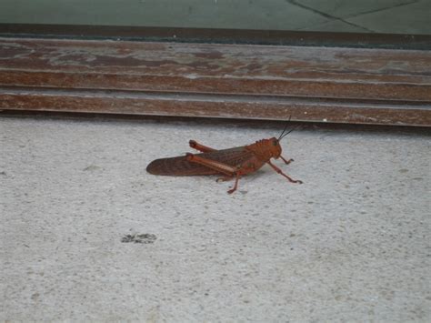 The Largest Grasshopper Ever - Animal & Insect Photos - Melissa's Mexican Photoblog