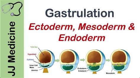 Gastrulation | Formation of Germ Layers | Ectoderm, Mesoderm and Endoderm - YouTube