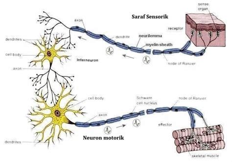 Sel Saraf (neuron ): Jenis, Fungsi, Struktur, Organel Penyusun