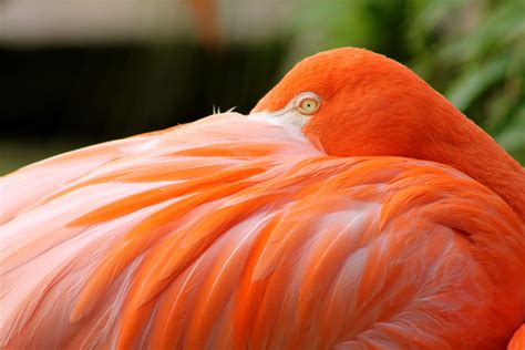 Pink Flamingo #feathers #birds | Pink flamingos, Flamingo, Feather