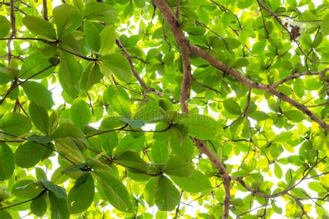 Leaves of the Tropical Tree Almond Green Stock Photo - Image of beach, natural: 89113780