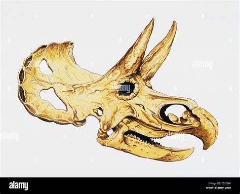 Triceratops skull (Triceratops horridus), Ceratopsidae, Late Cretaceous ...