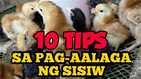 10 Tips sa Pag-aalaga ng Sisiw | Free range chicken | Practical Tips ...