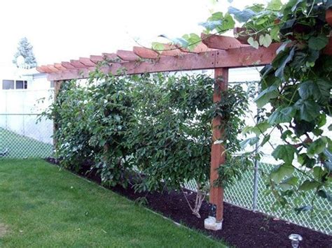 23 best Hardy Kiwi Trellis Ideas images on Pinterest | Trellis ideas, Hardy kiwi and Backyard ideas