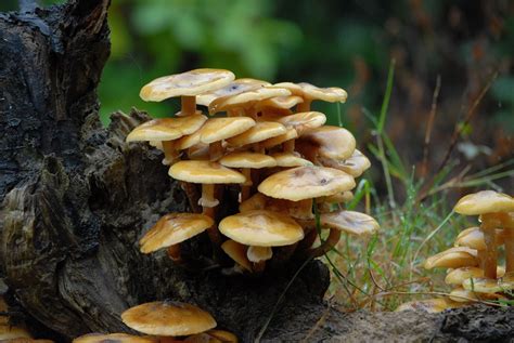 Nature Cameos: Some Common British Fungi