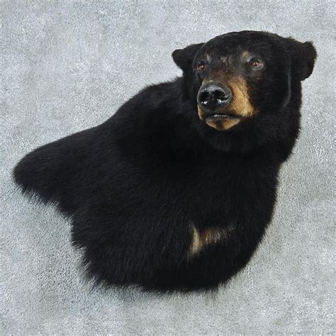 Black Bear Shoulder 'Wall Pedestal' Taxidermy Mount For Sale | Black ...