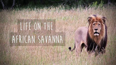 African Savanna Carnivores - Pets Lovers