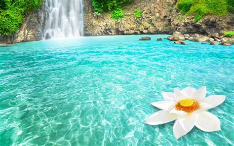 Download Lake White Flower Nature Lotus Turquoise Tropical Waterfall HD ...