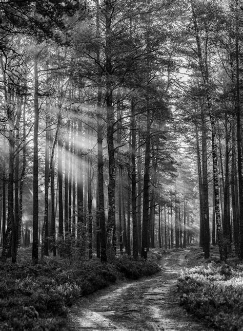 Black and White Forest Landscape Stock Image - Image of morning, fall ...