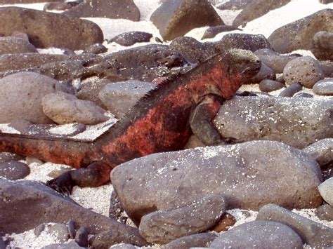 Marine Iguana – What are Marine Iguanas?