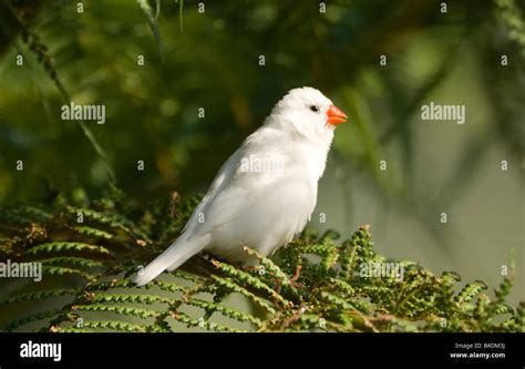 White Zebra Finch Pair